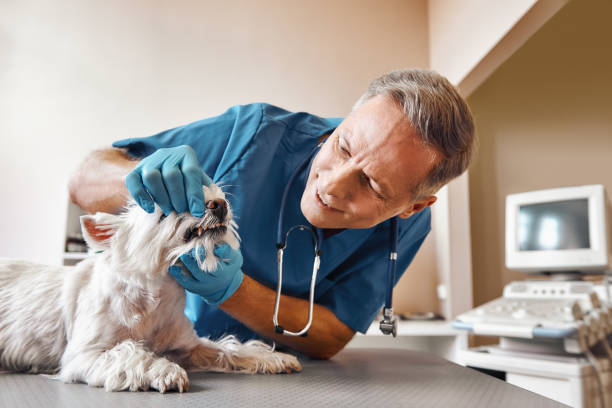 Best Emergency Denture Repair in Chatsworth, GA